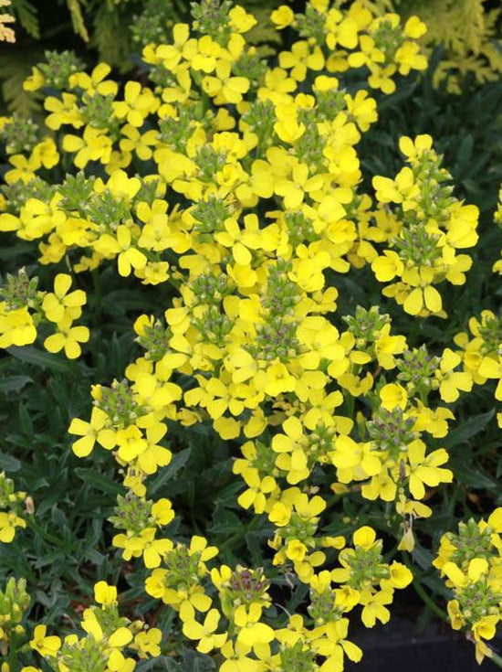 Erysimum pulchellum  -  Mustard Wallflower