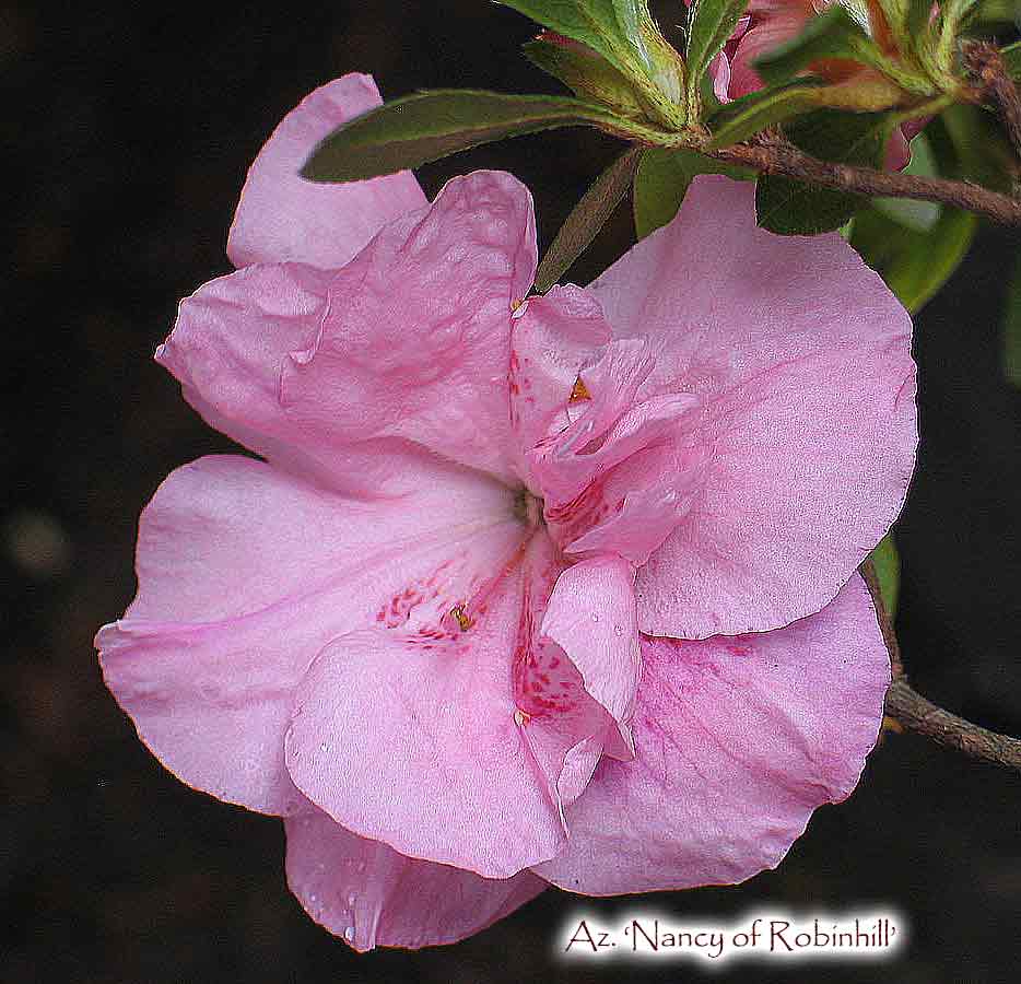 Az. 'Nancy of Robinhill'