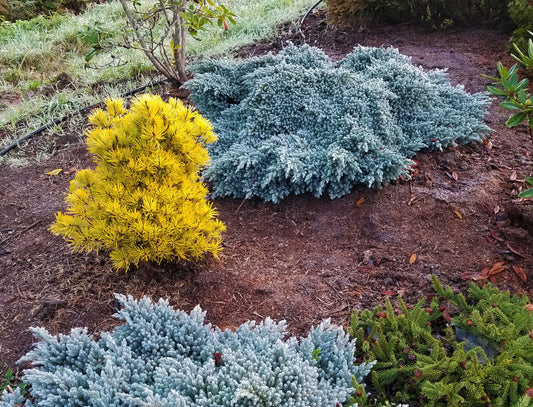 Pinus sylvestris 'Nisbet's Gold'