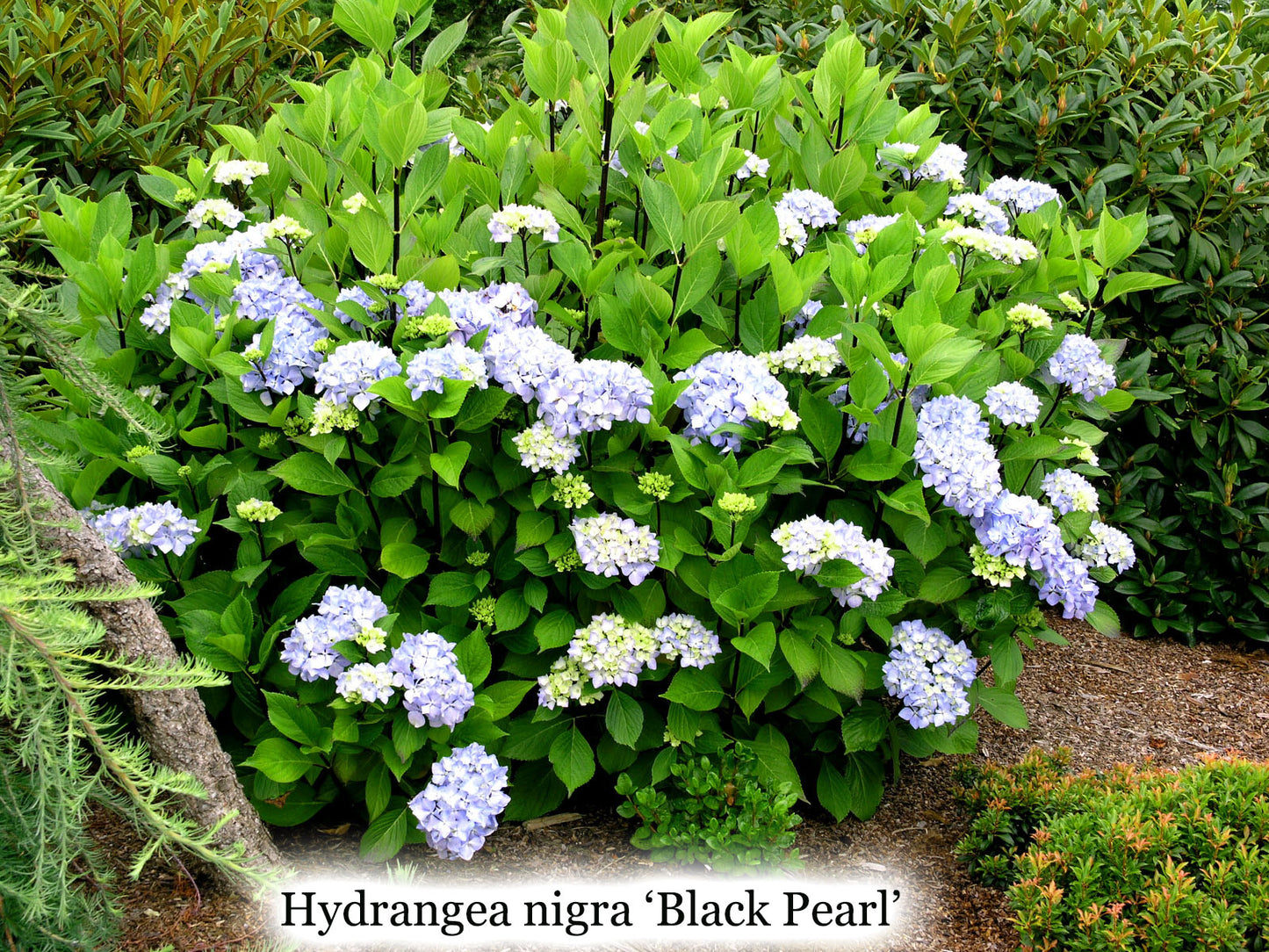 Hydrangea nigra 'Black Pearl'