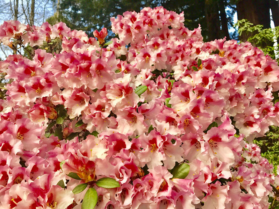 Rhododendron Noyo Charm