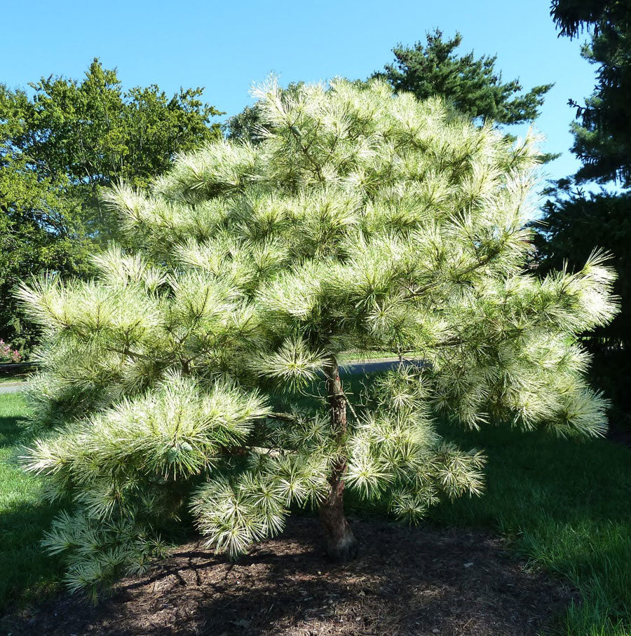 Oculus Tree Pinus densiflora 'Oculus-draconis' – Singing Tree Gardens Nursery