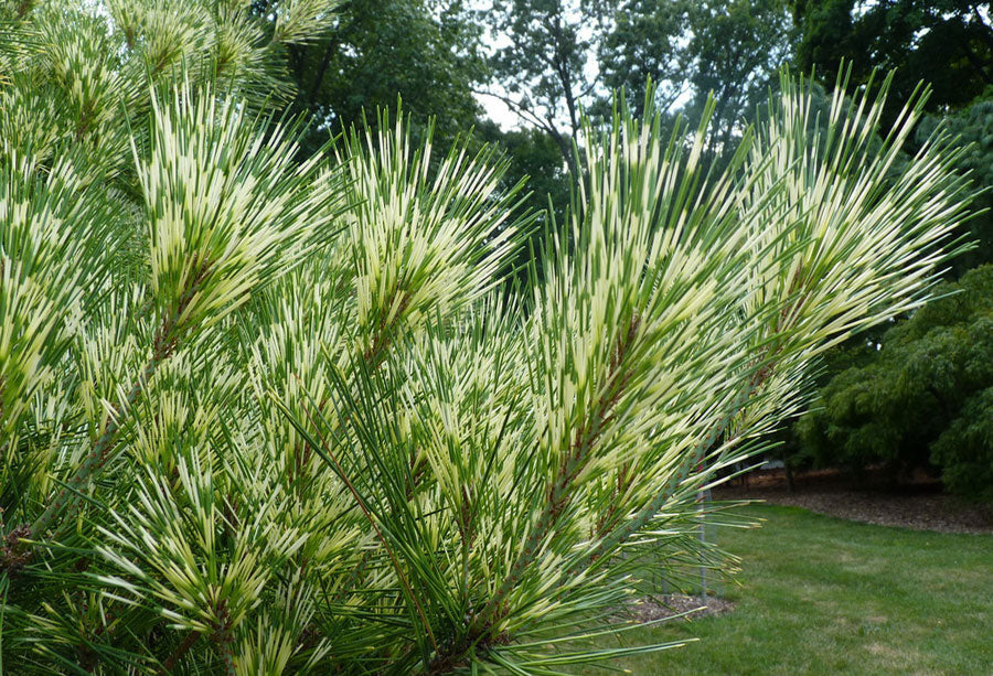 Pinus densiflora 'Oculus-draconis'