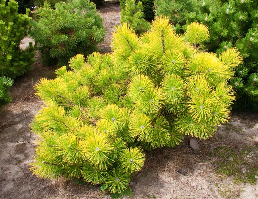 Pinus thunbergii 'Ogon'