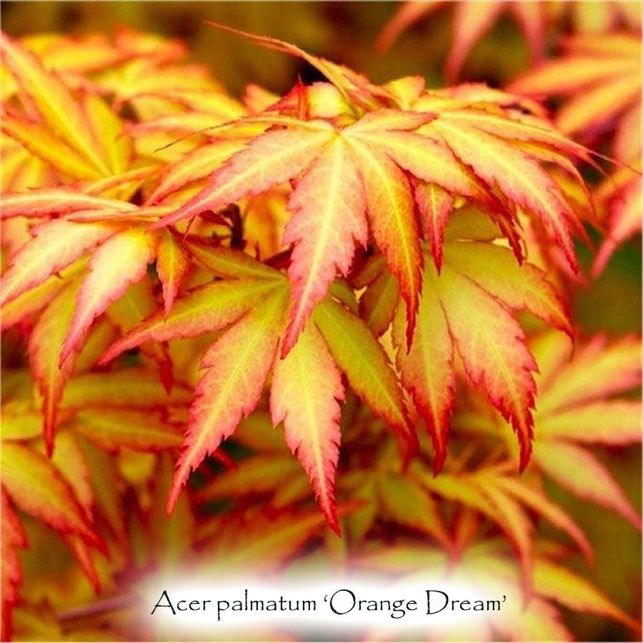 Acer palmatum 'Orange Dream'