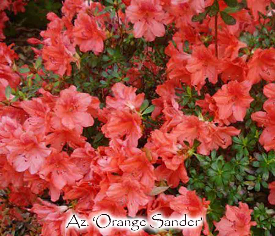 Az. 'Orange Sander'