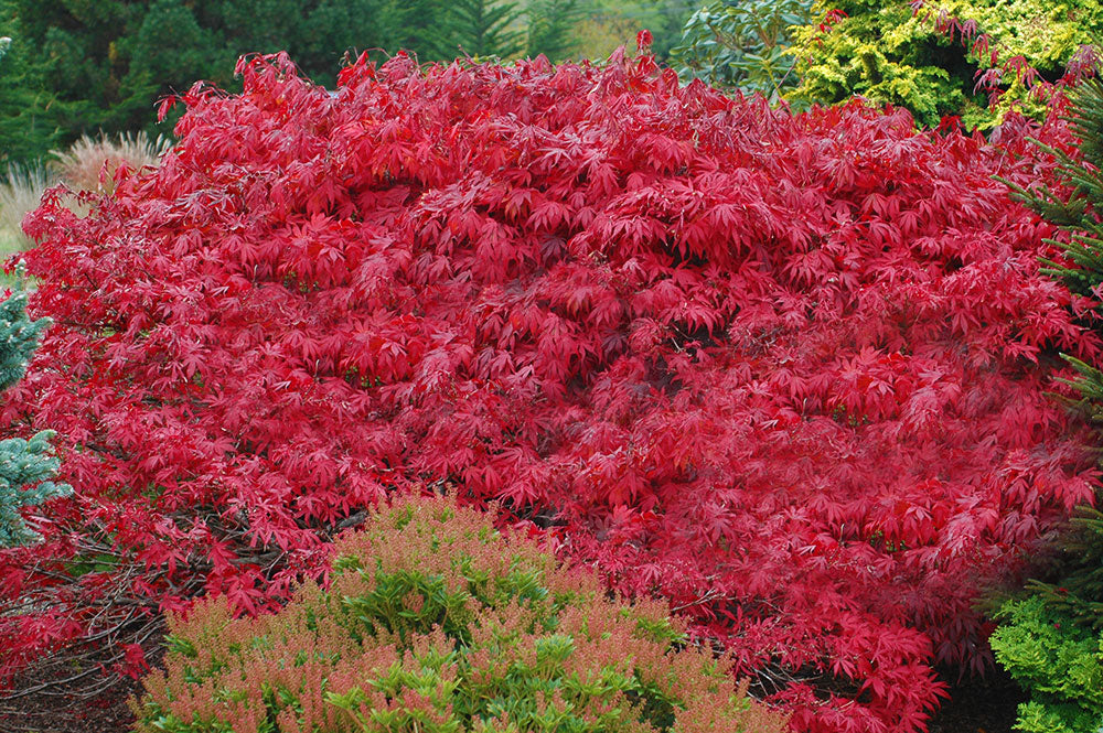 Acer palmatum 'Oregon Sunset'