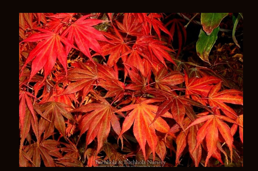 Acer palmatum 'Oregon Sunset'