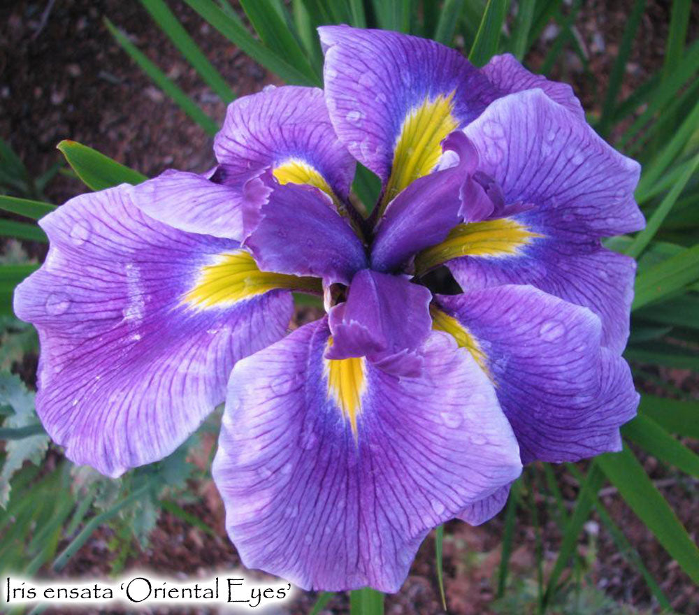 Iris ensata 'Oriental Eyes'