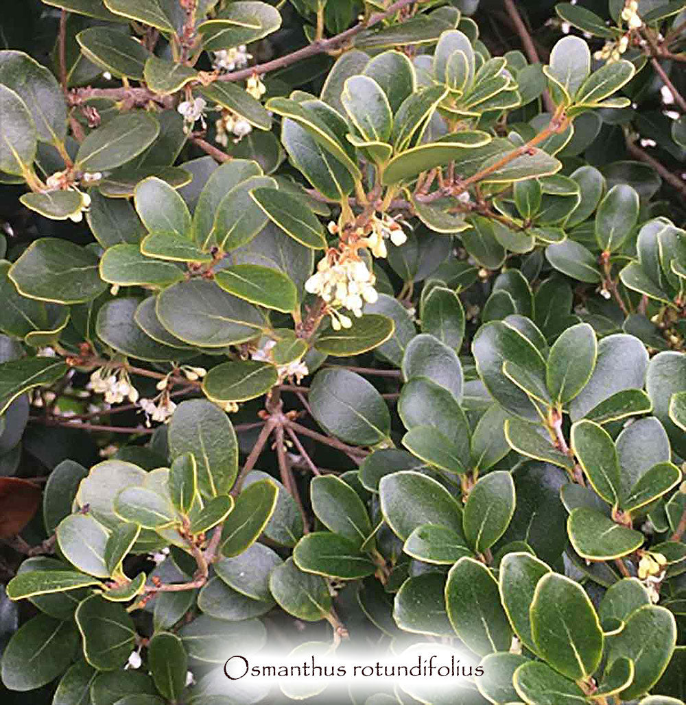 Osmanthus heterophyllus 'Rotundifolius'