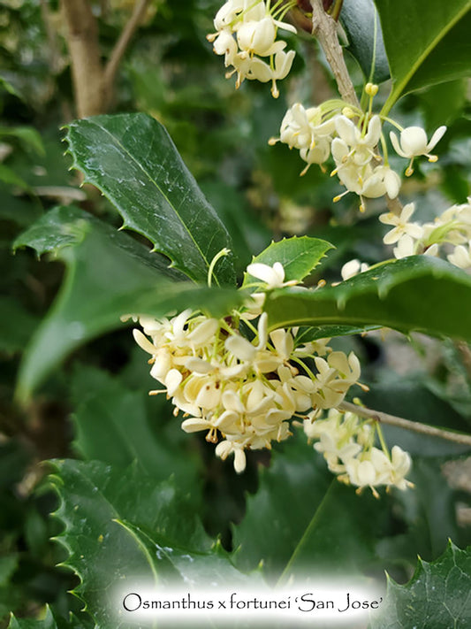 Osmanthus x fortunei 'San Jose'