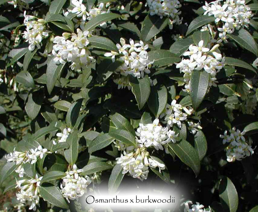 Osmanthus x burkwoodii