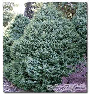 Picea omorika Nana