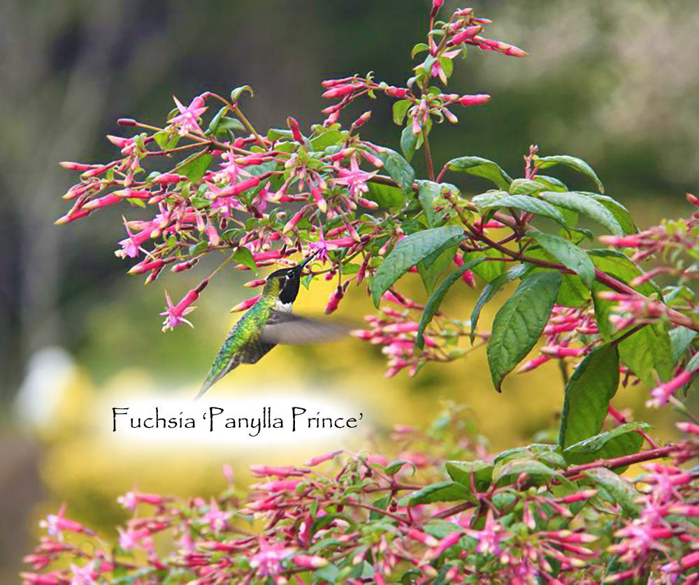 Fuchsia 'Panylla Prince'