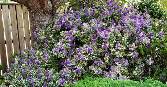 Oculus Tree Pinus koraiensis 'Oculus Draconis' – Singing Tree Gardens Nursery