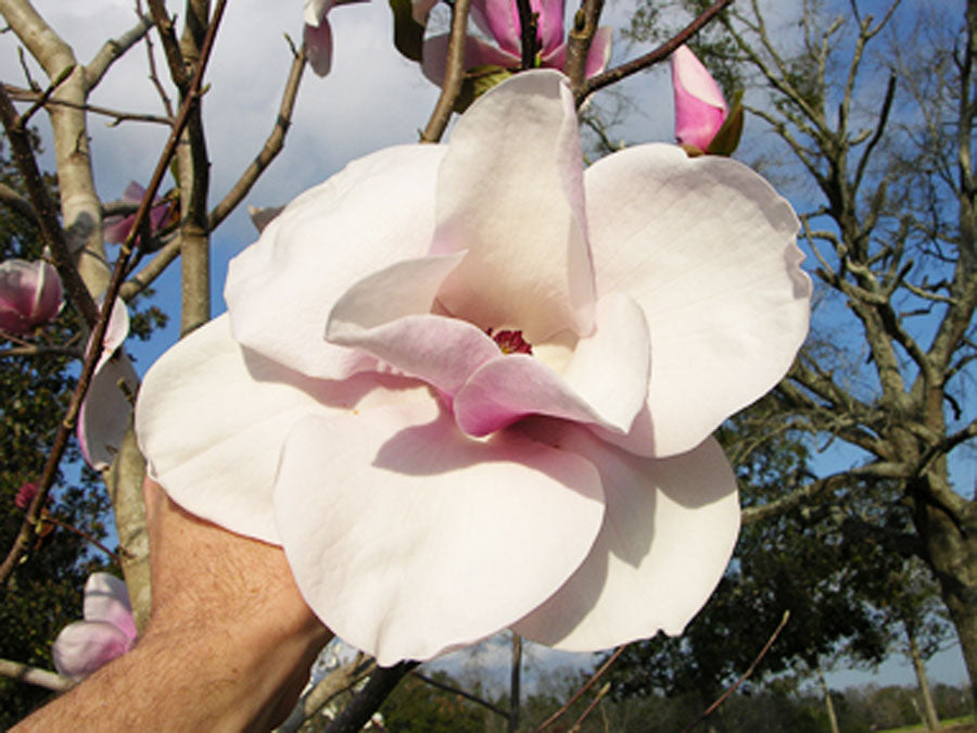 Magnolia liliiflora 'Paul Cook'