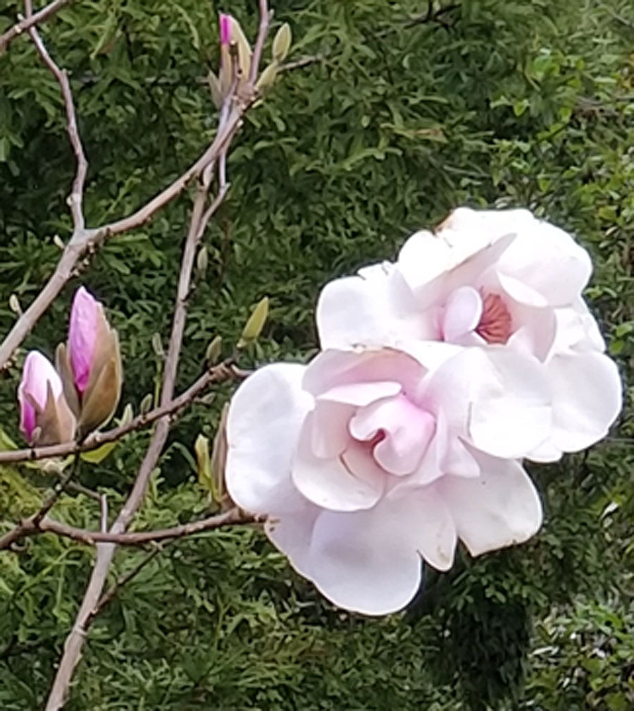 Magnolia liliiflora 'Paul Cook'