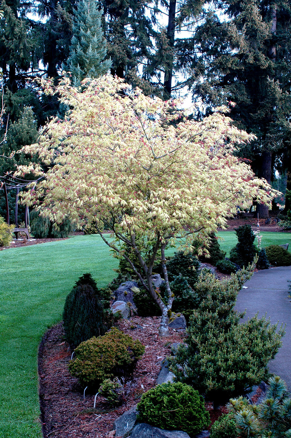 Acer palmatum 'Peaches & Cream'