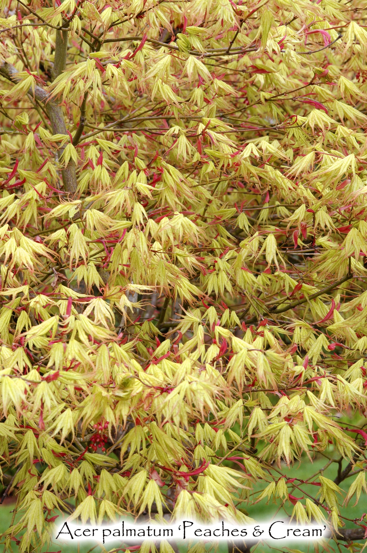 Acer palmatum 'Peaches & Cream'