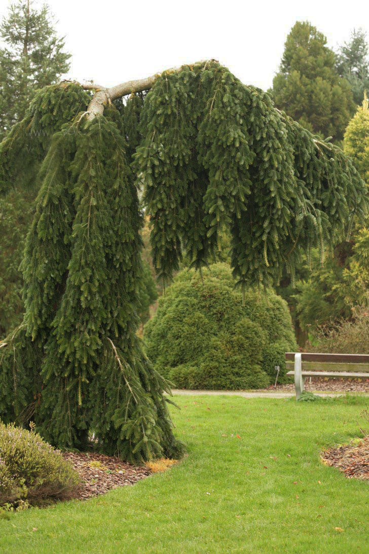 Abies nordmanniana 'Pendula'