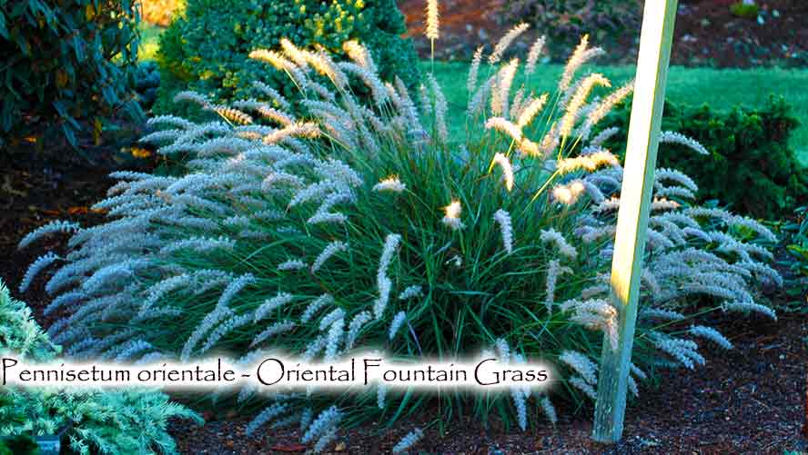 Oriental Fountain Grass - Pennisetum orientale