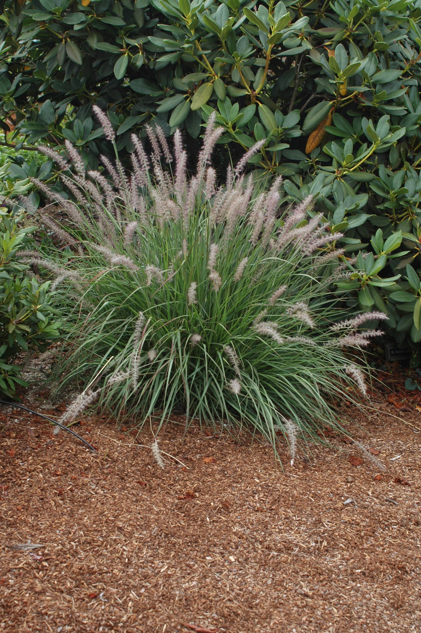 Oriental Fountain Grass - Pennisetum orientale