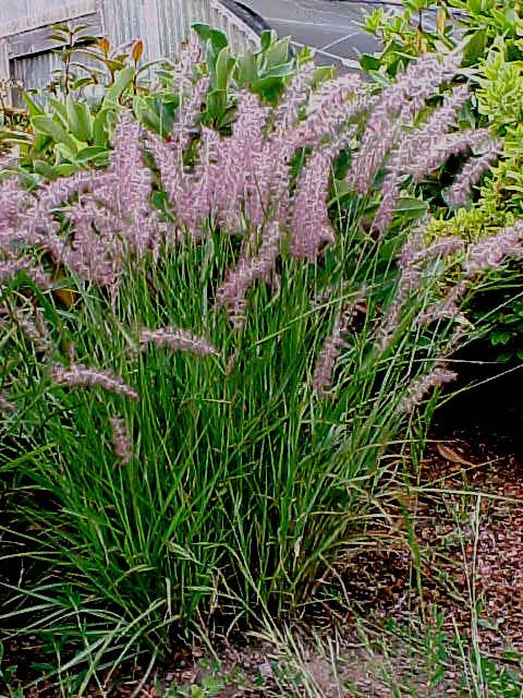 Oriental Fountain Grass - Pennisetum orientale