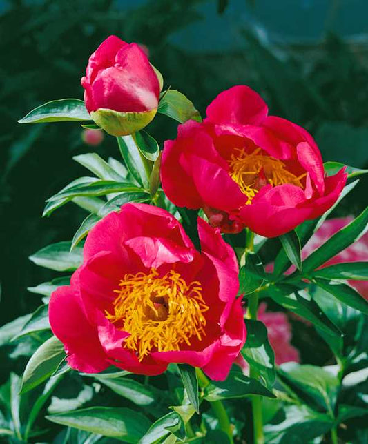 Paeonia 'Flame'