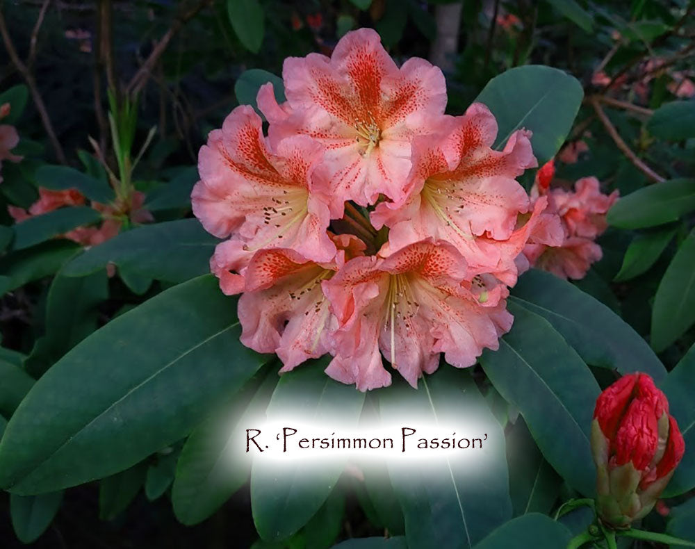 R. 'Persimmon Passion'