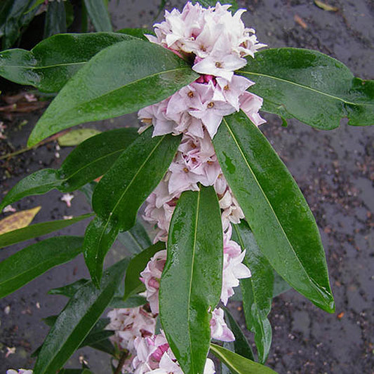 Daphne x 'Perfume Princess'