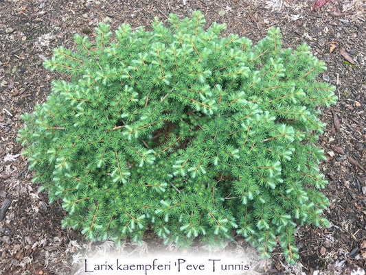 Larix kaempferi 'Peve Tunnis'