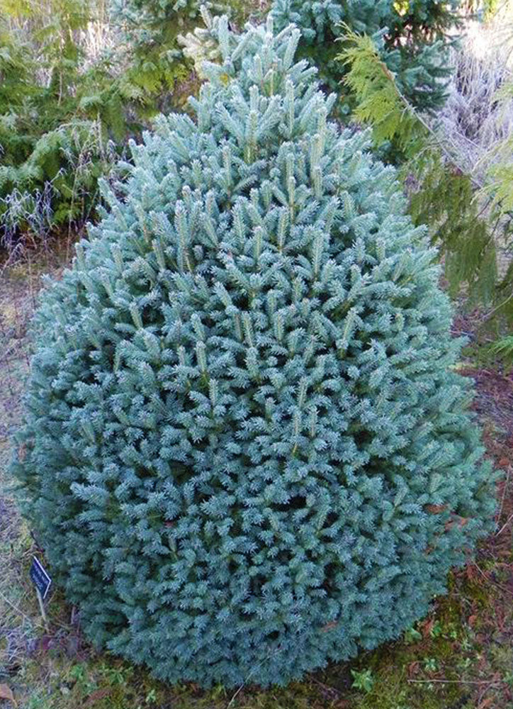 Picea pungens 'Scottie'