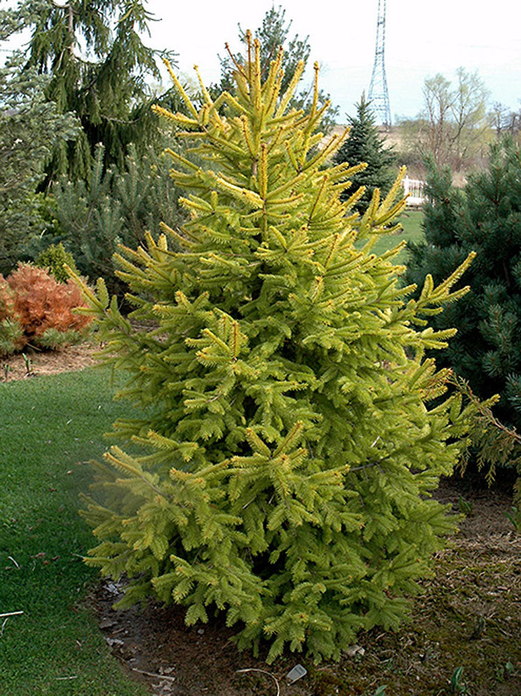 Picea abies 'Aurea Magnifica'