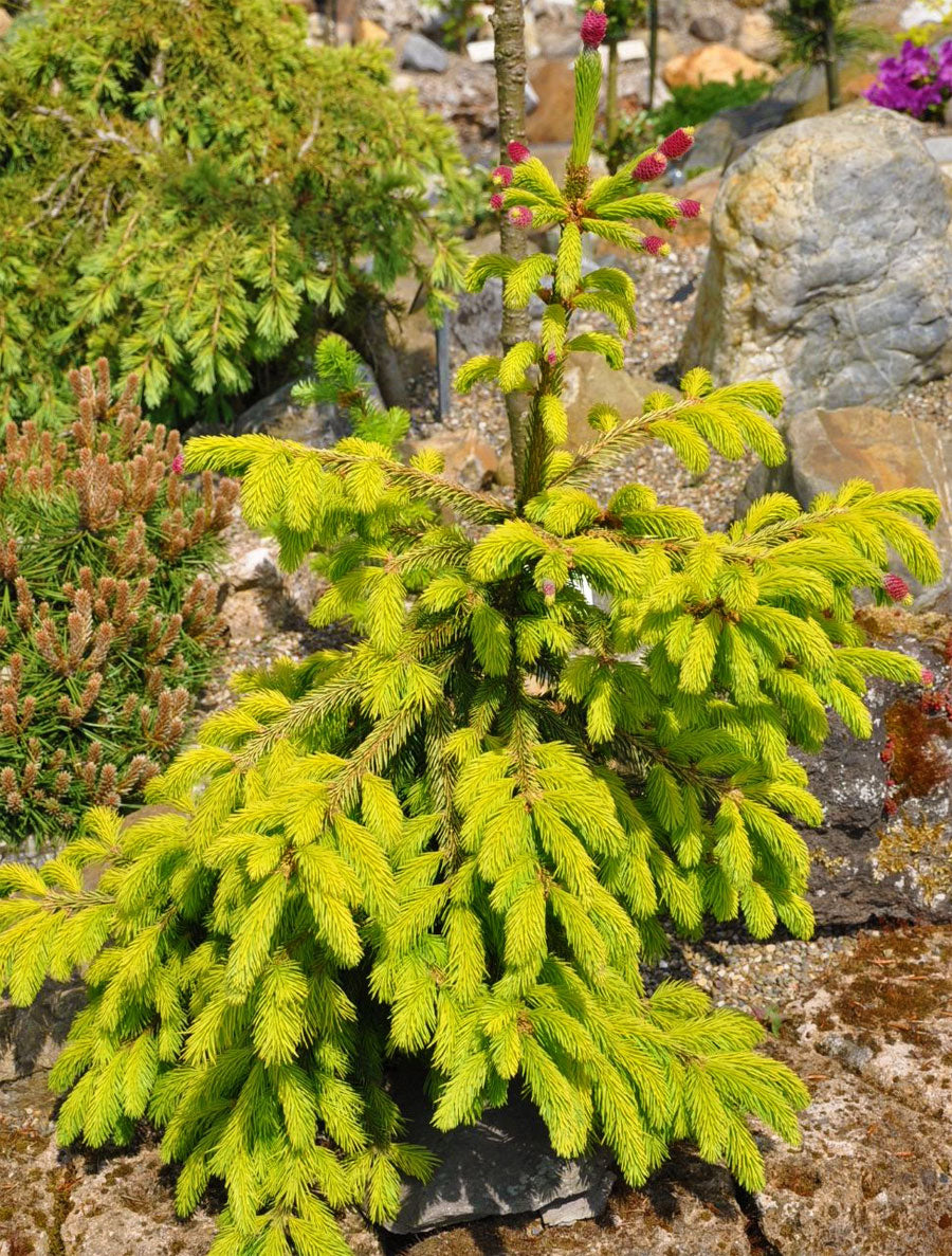 Picea abies 'Catharine's Golden Heart'