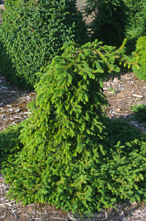 Picea abies 'Farnsburg' - Farnsburg Norway Spruce