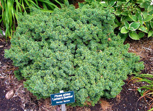 Picea abies 'Lanham's Beehive'