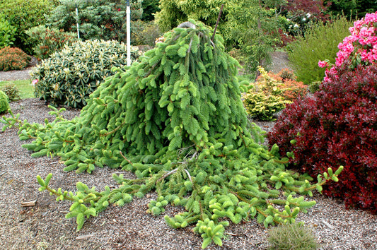 Picea a. 'Pendula'