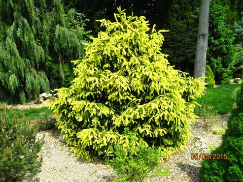 Picea abies 'Perry's Golden' – Singing Tree Gardens Nursery