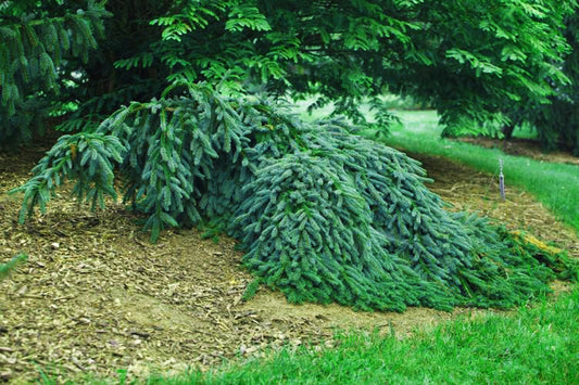 Picea abies 'Weeping Blue'