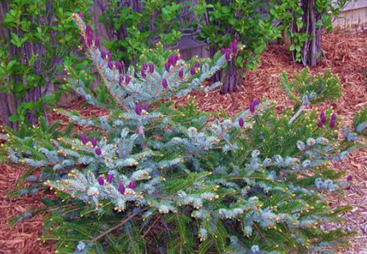 Picea jezoensis 'Howell's Dwarf '