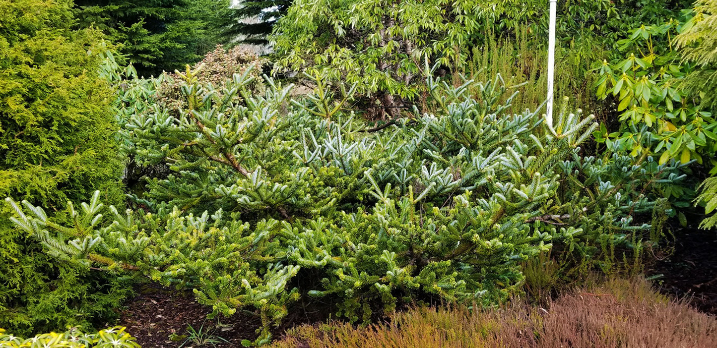 Picea jezoensis 'Howell's Dwarf '