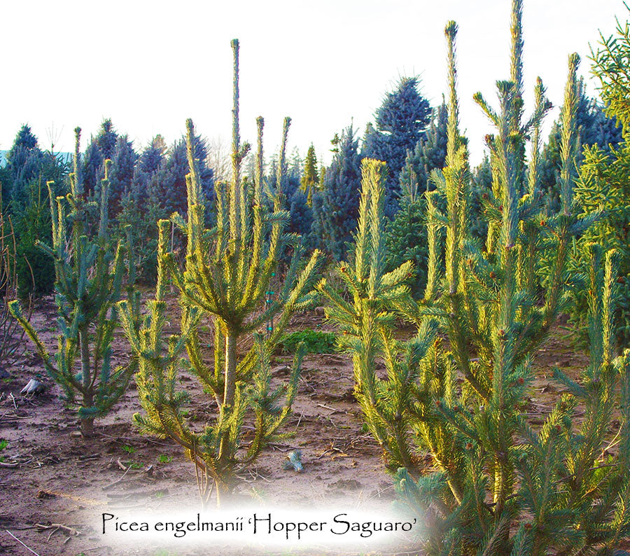 Hopper Saguaro Engelmann Spruce