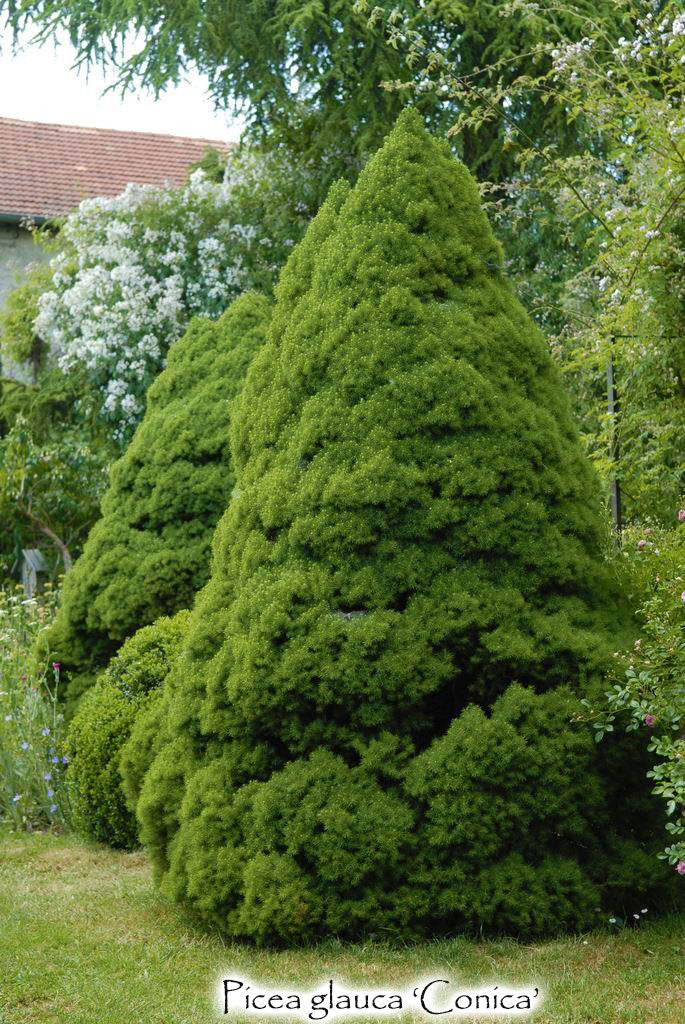 Picea glauca var. albertiana 'Conica'