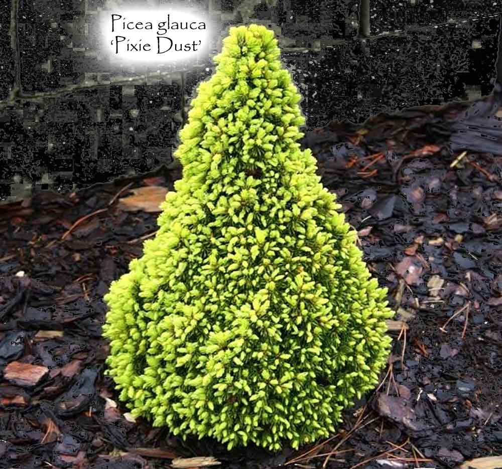 Picea glauca 'Pixie Dust'