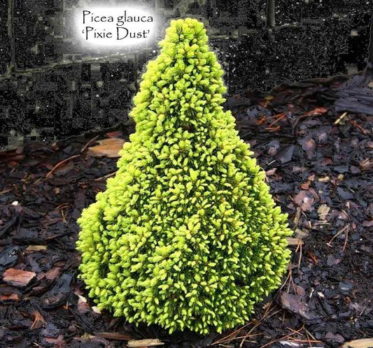 Picea glauca 'Pixie Dust'