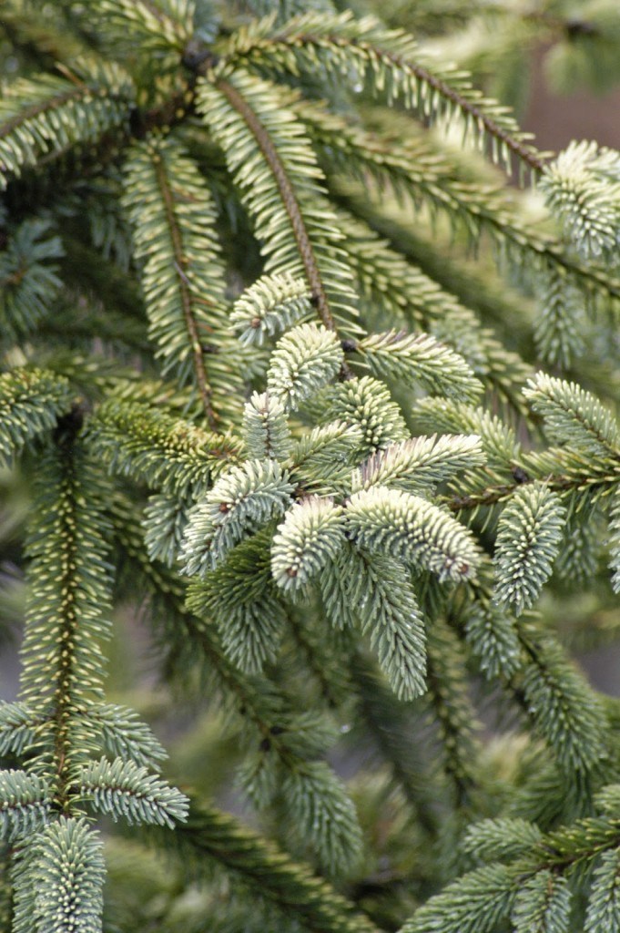 Variegated Black Hills Spruce   -  Picea mariana 'Aureovariegata'