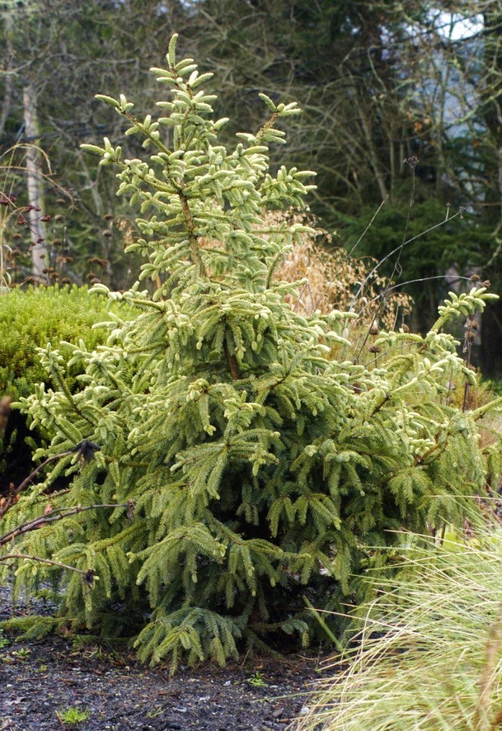 Variegated Black Hills Spruce   -  Picea mariana 'Aureovariegata'