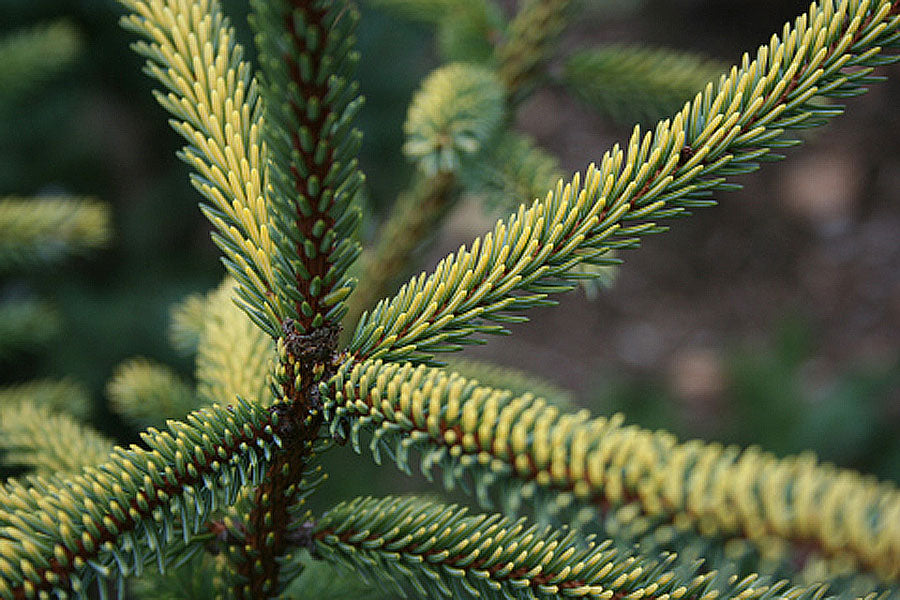 Variegated Black Hills Spruce   -  Picea mariana 'Aureovariegata'