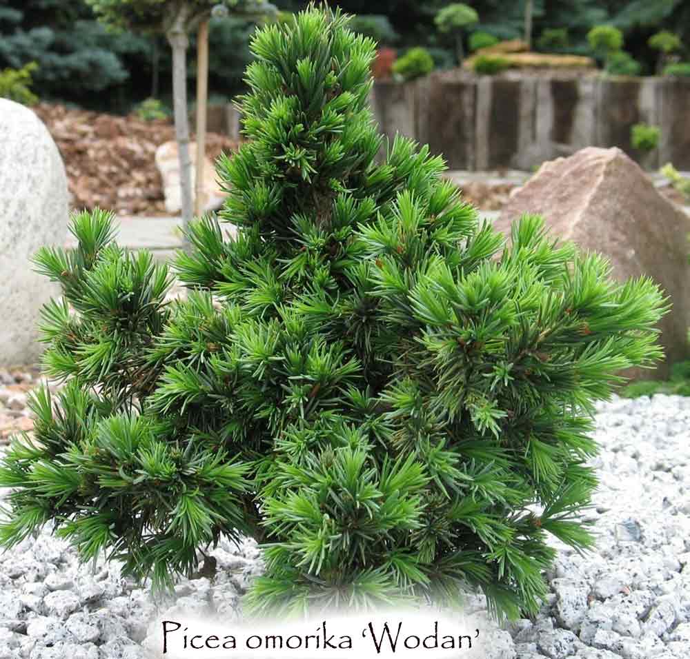 Picea omorika 'Wodan'