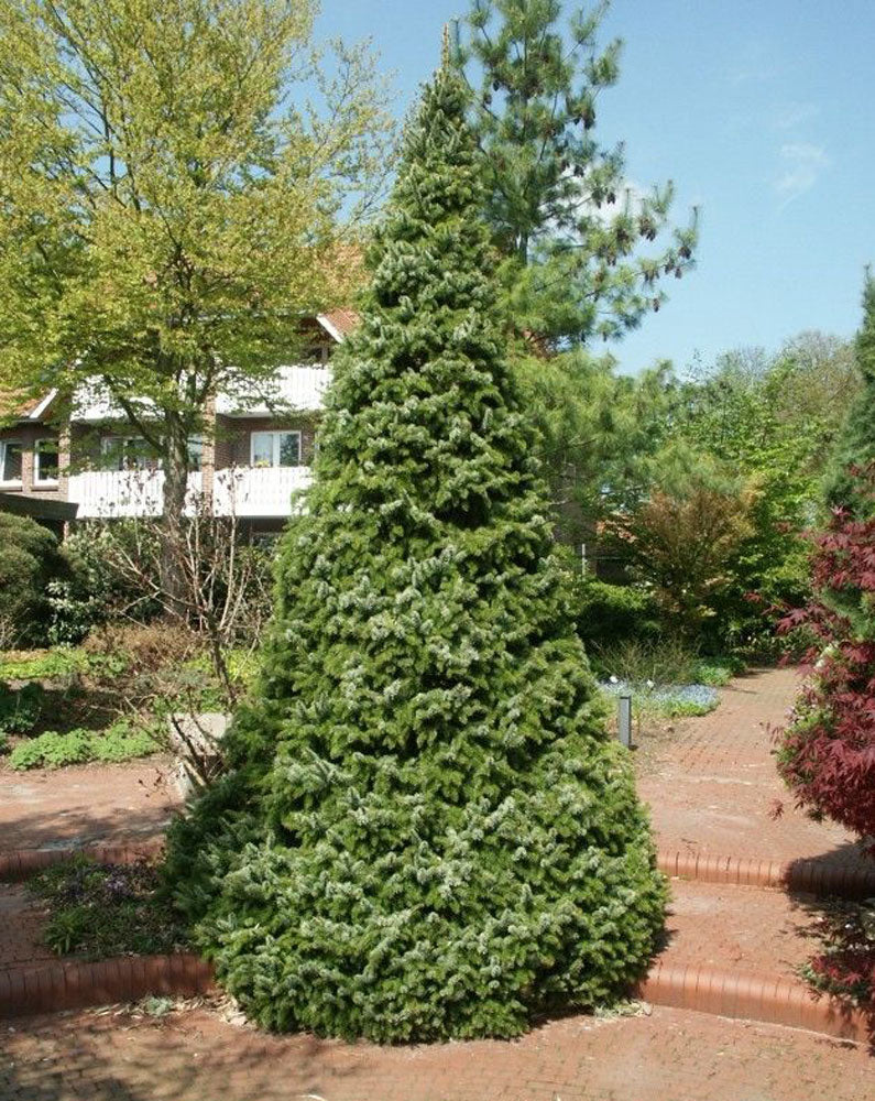 Picea omorika 'Zuckerhut'